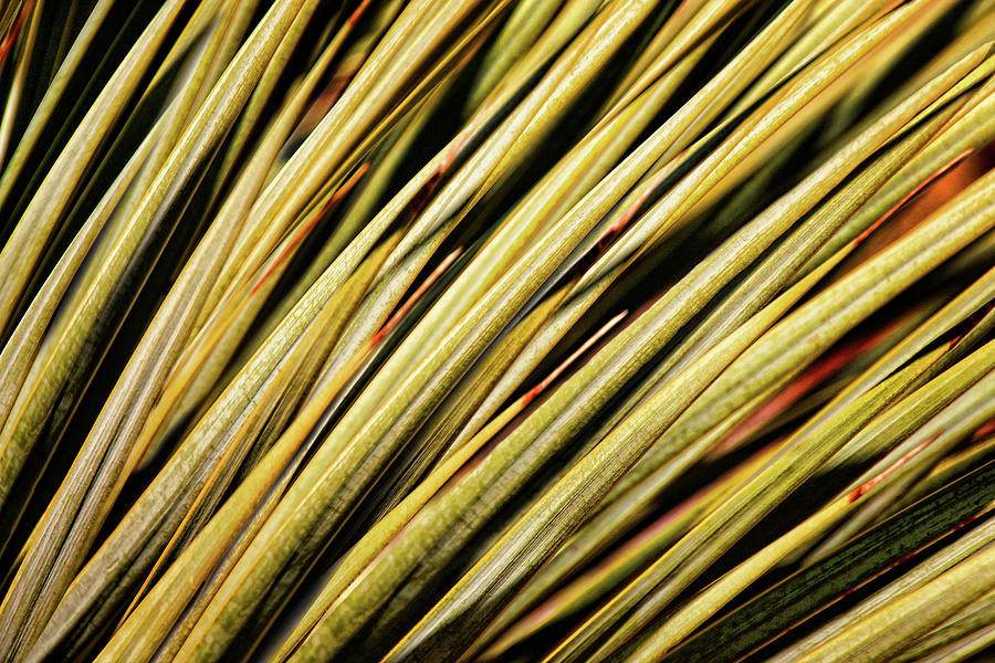 Desert Grasses III Photograph by Leda Robertson