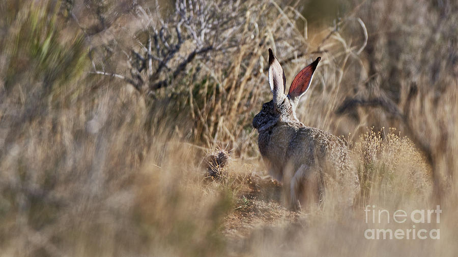 Desert Hare Photograph by Robert WK Clark