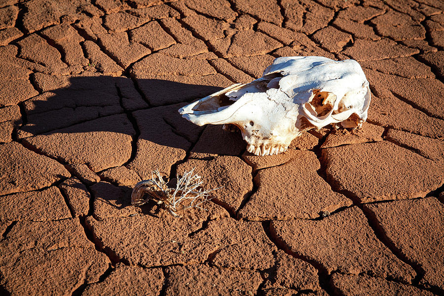 Desert Heat 2 Photograph by Alex Mironyuk