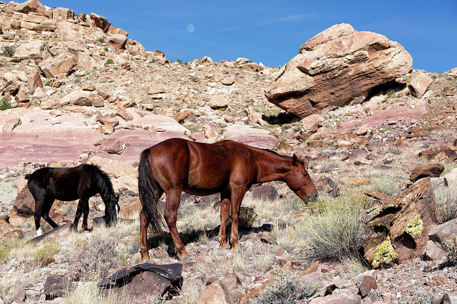 Desert Horses Photograph by Kathleen Bishop
