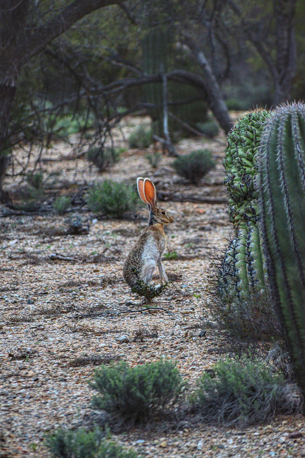 Desert Jack Rabbit Photograph by Chance Kafka