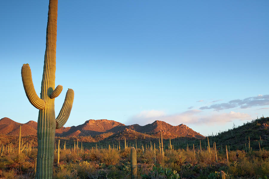 Desert Landscape Filled With Cactuses Photograph by Kencanning