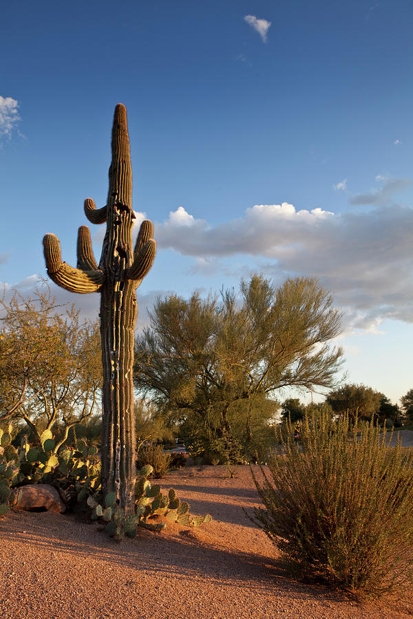 Desert Landscape Late Afternoon Photograph by Rasimon Desert Landscape Late Afternoon Photograph by Rasimon