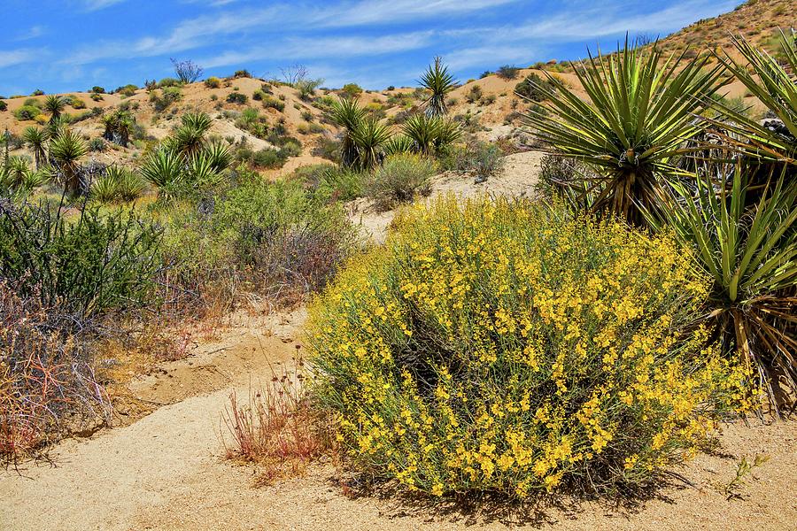 Desert Landscape Photograph by Marisa Geraghty Photography
