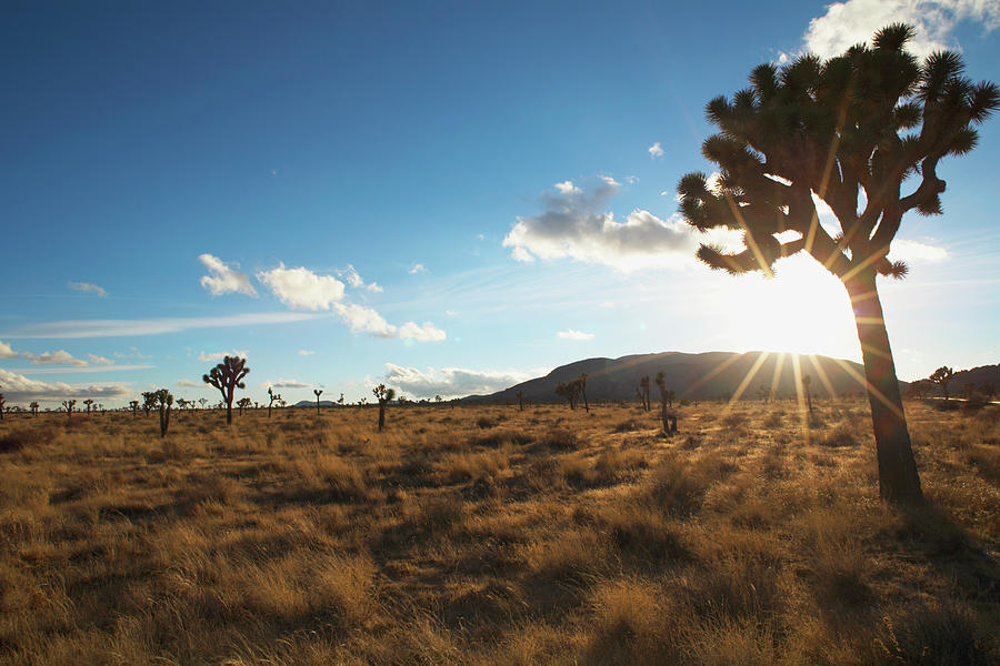 Desert Landscape With Tree And Blue Sky Photograph by Meike Bergmann