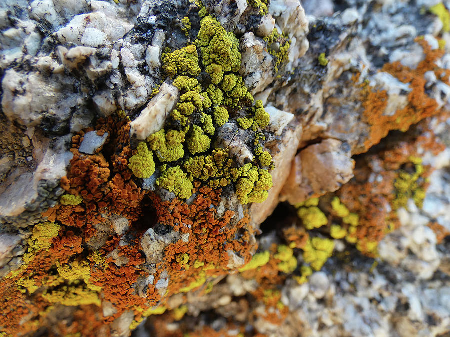 Desert Lichen Photograph by Bob Geary