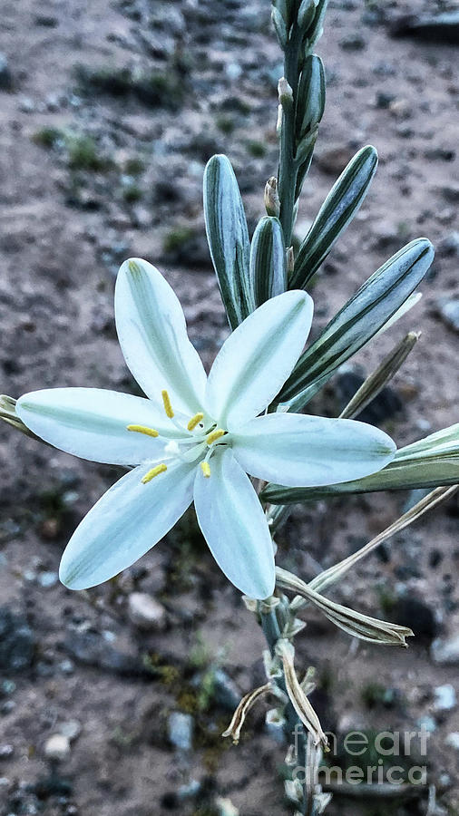 Desert Lily  Photograph by Marcia Breznay