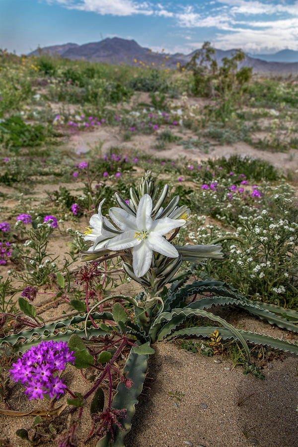 Desert Lily Photograph by Peter Tellone