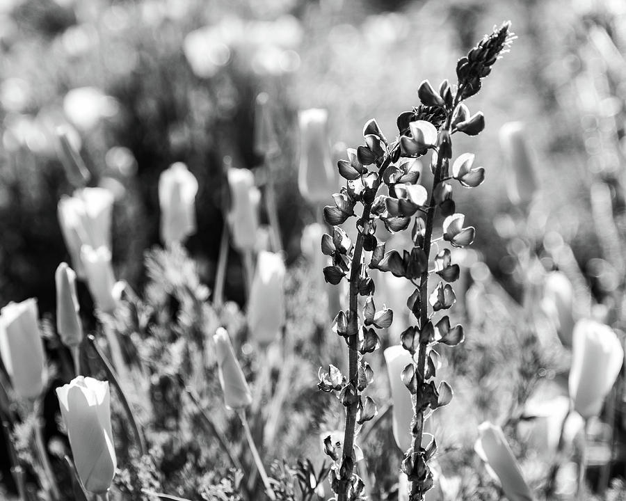 Desert Lupines and California Poppies by Juliana Swenson Desert Lupines and California Poppies by Juliana Swenson