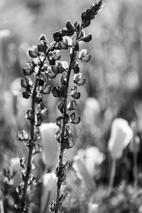 Desert Lupines by Juliana Swenson Desert Lupines by Juliana Swenson