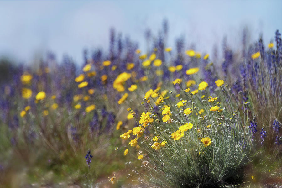 Desert Marigold Amongst The Lupine  Photograph by Saija Lehtonen
