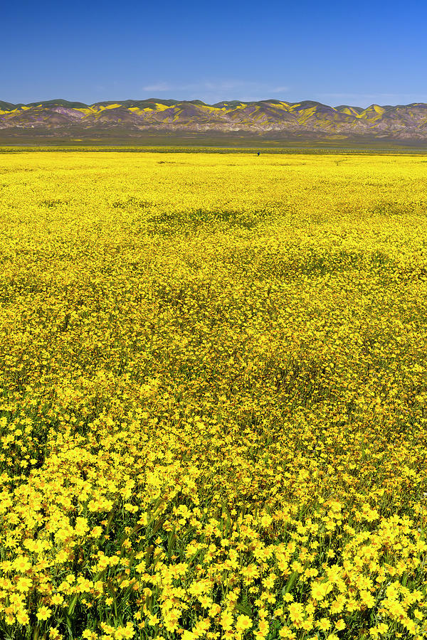 Flower Photograph - Desert Marigold - Vertical by Michael Blanchette Photography