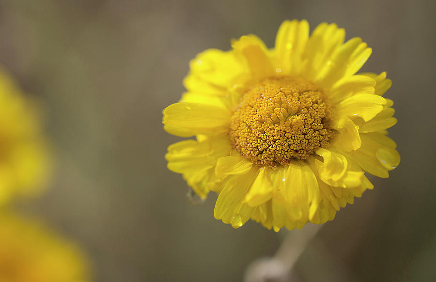 Desert Marigolds Photograph by Sue Cullumber