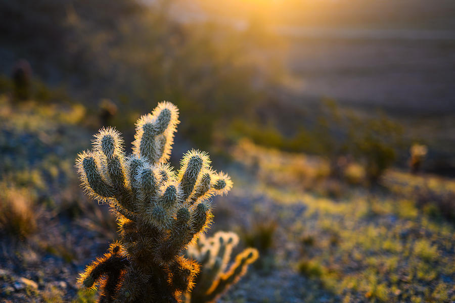 Desert Morning Photograph by Kevin Xu