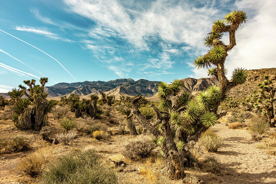 Desert Nature And Joshua Tree In Red Rock Canyon Nevada Photograph by Alex Grichenko