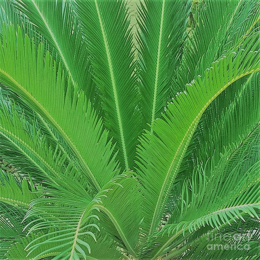 Desert Palm Photograph by Priscilla Wolfe - Fine Art America