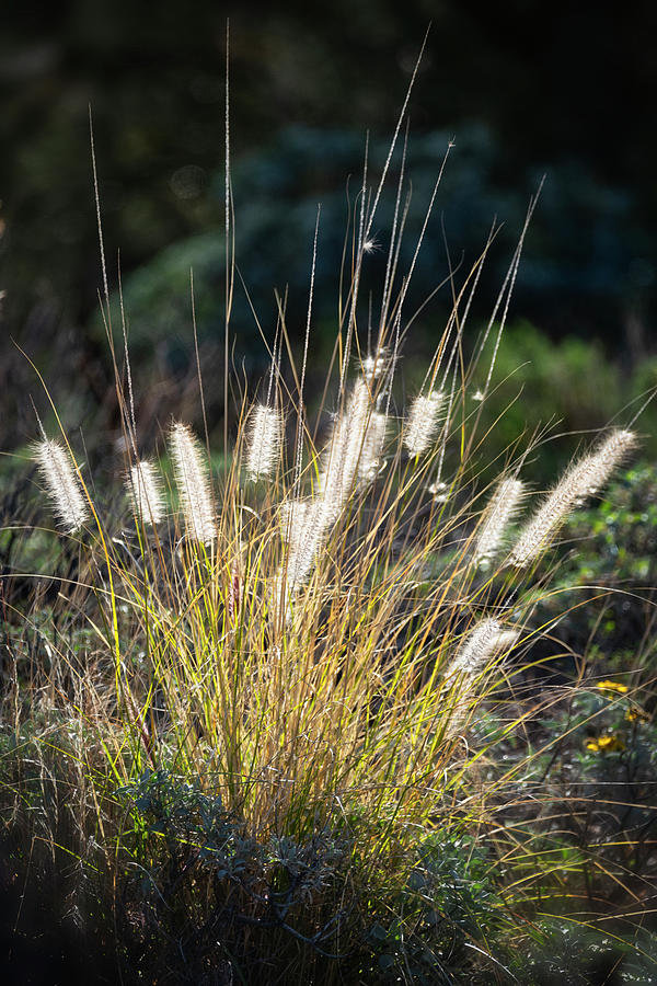 Desert Plains Grass Photograph by Saija Lehtonen