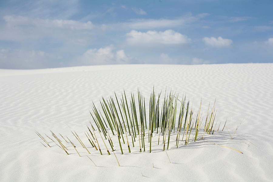 Desert Plant Buried Under White Sand by Village Production