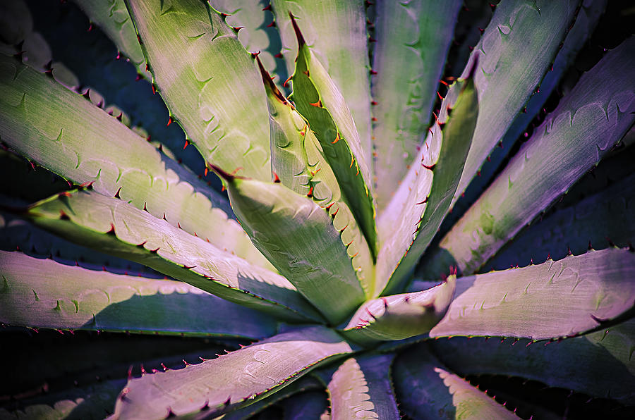 Desert Plant Photograph