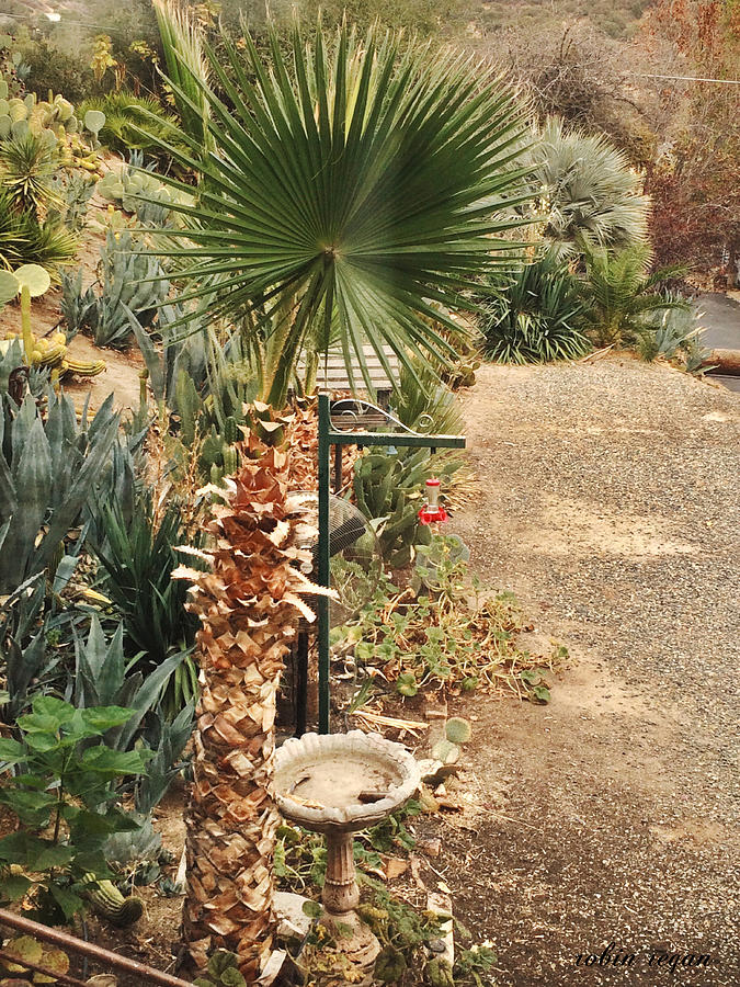 Desert Plant Life by Robin Regan Desert Plant Life by Robin Regan