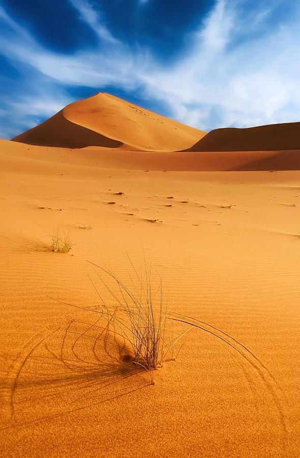 Desert Plant Photograph by Saleem G Alfidi