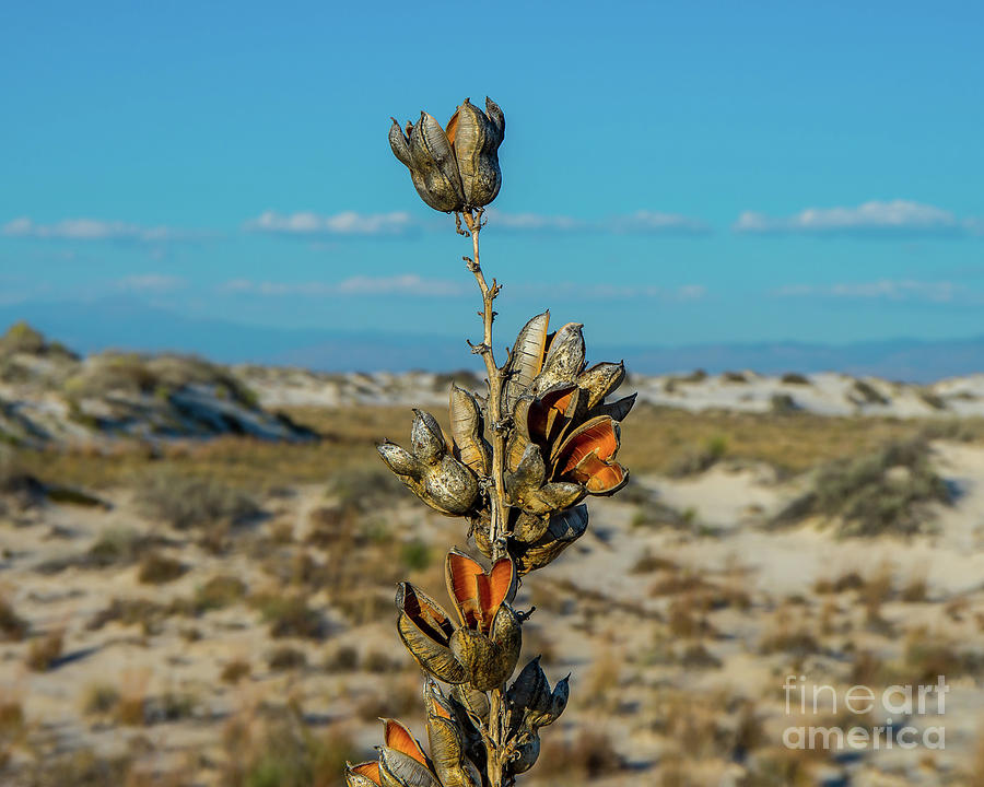 Desert Plant Photograph by Stephen Whalen