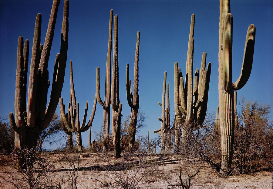 Desert Photograph - Desert Plants by Andreas Feininger Desert Photograph - Desert Plants by Andreas Feininger