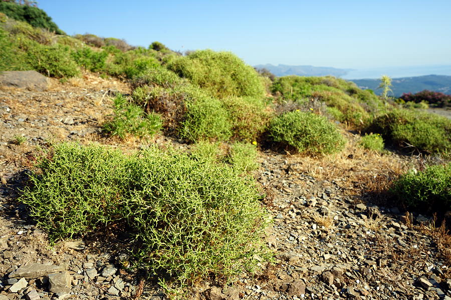 Mountain Photograph - Desert Plants of Western Crete by Two Small Potatoes