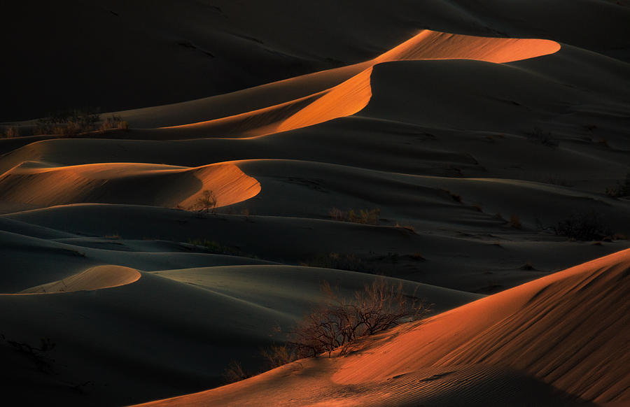 Desert Presence Photograph by Babak Mehrafshar (bob)