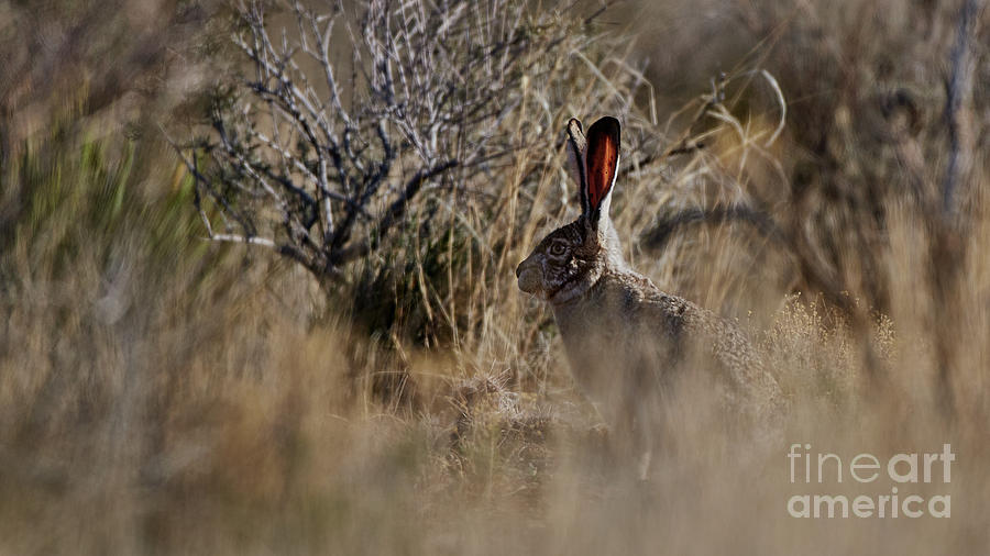 Desert Rabbit Photograph by Robert WK Clark