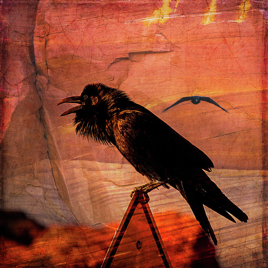 Desert Raven Photograph by Mary Hone