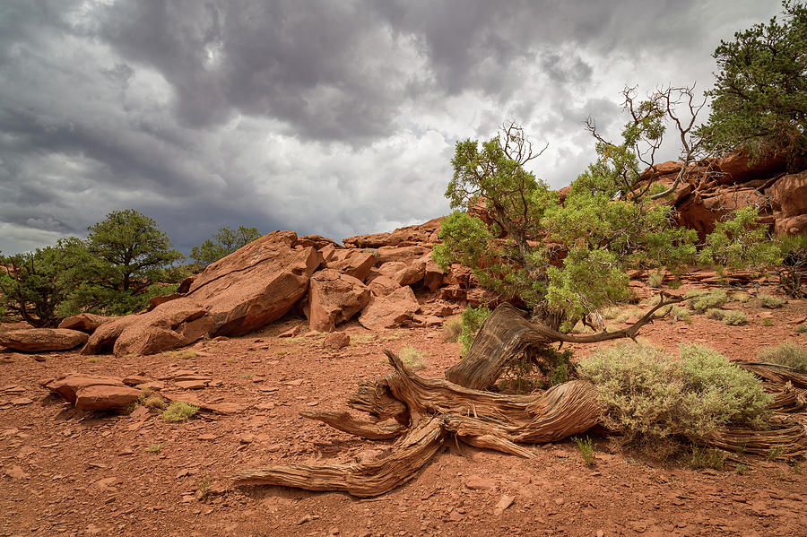 Desert Red by Ann Skelton Desert Red by Ann Skelton