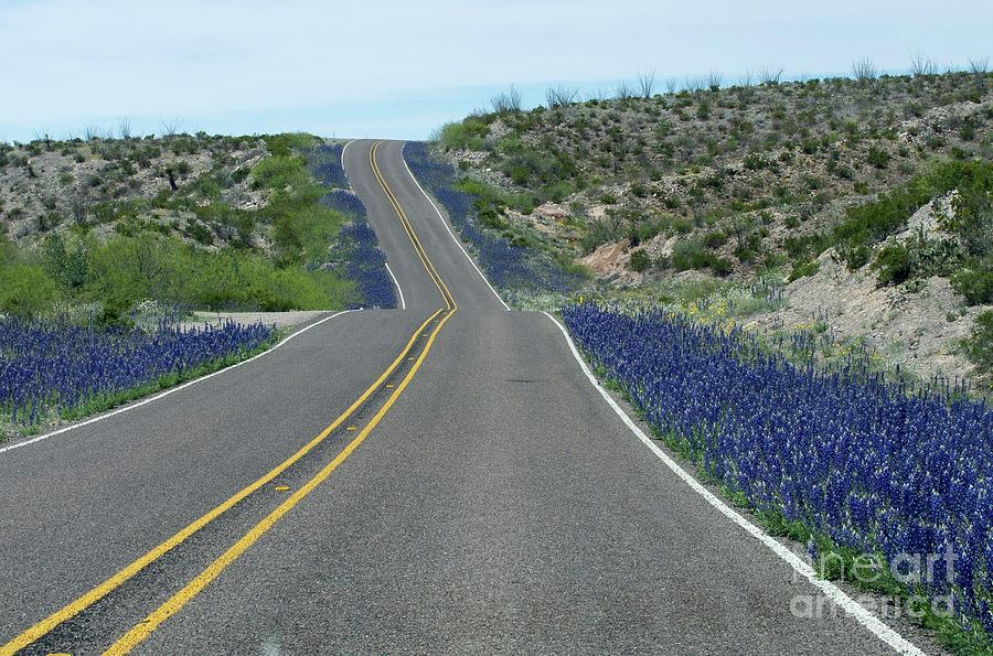 Blue Bonnets Photograph - Desert Road by Bob Marquis