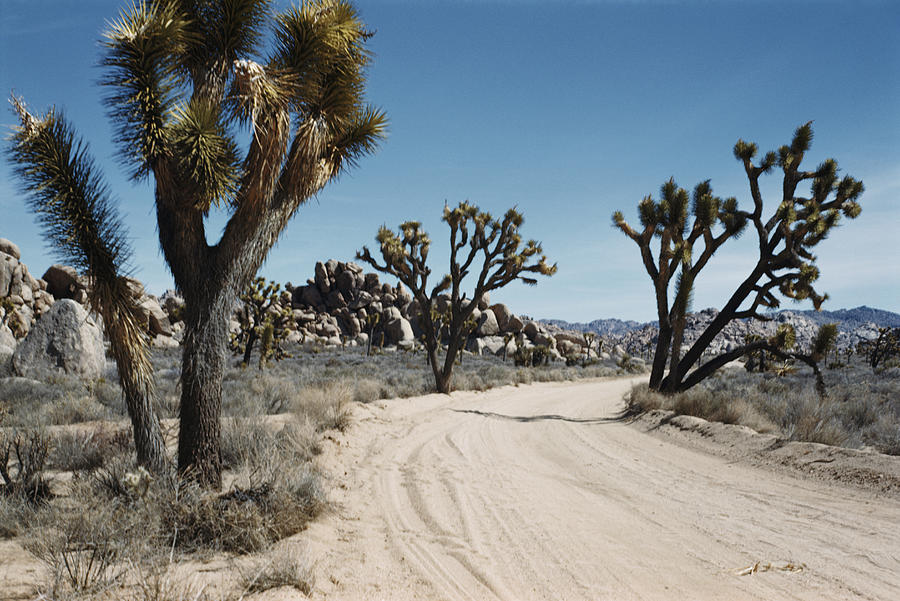 Desert Road Photograph by Emil Muench
