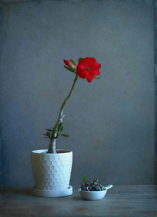 Desert Rose 2 Photograph by Fangping Zhou
