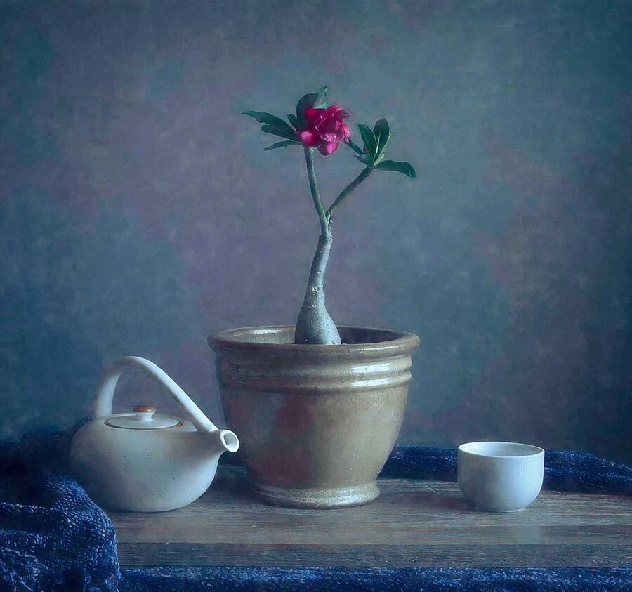 Desert Rose 3 Photograph by Fangping Zhou