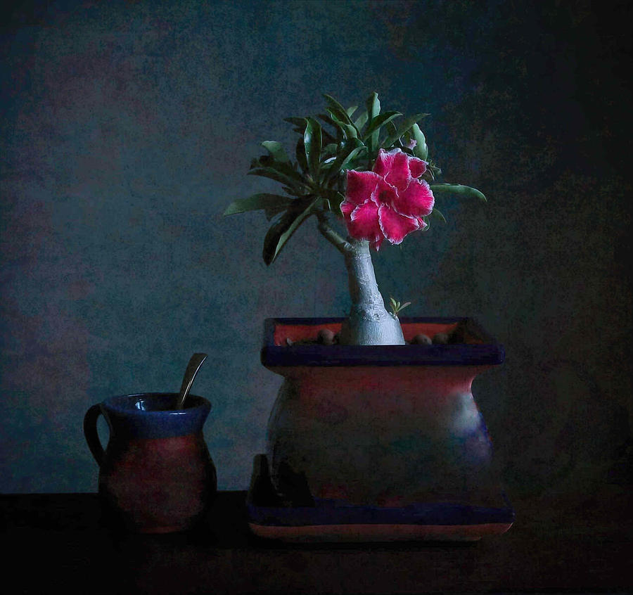 Desert Rose Photograph by Fangping Zhou