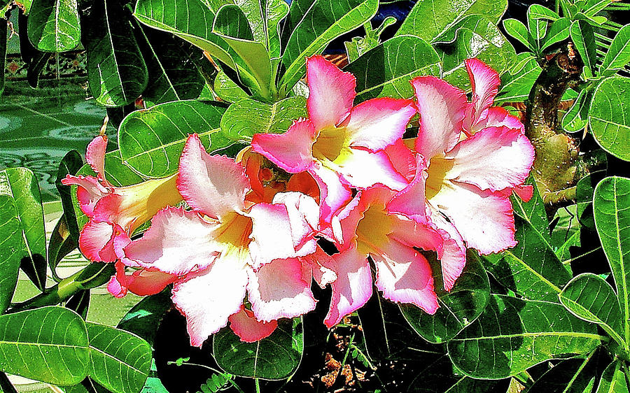 Desert Rose In Our Host S Yard In Cu Chi Vietnam Photograph By Ruth Hager