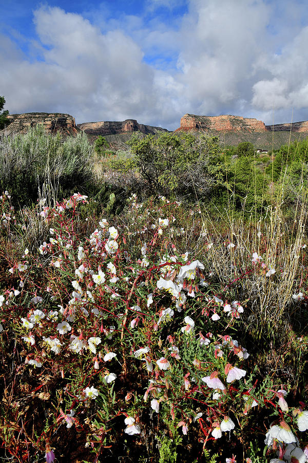 Desert Roses and Colorado National Monument from Red Point Photograph by Ray Mathis