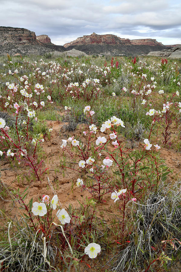 Desert Roses and Colorado National Monument Photograph by Ray Mathis
