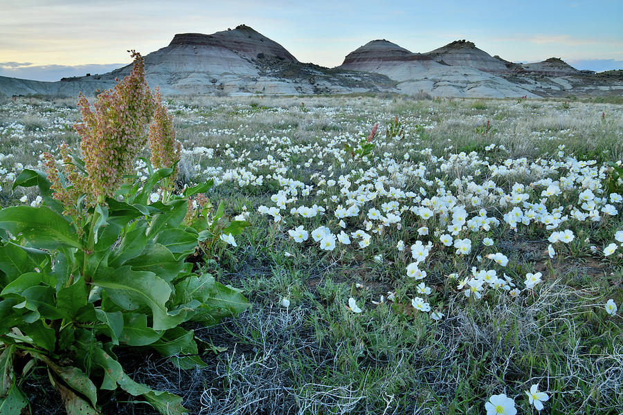 Desert Roses Beneath Ruby Mountain Photograph by Ray Mathis