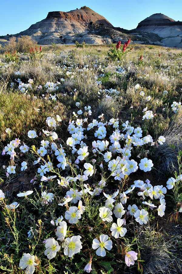 Desert Roses Bloom at Ruby Mountain Photograph by Ray Mathis