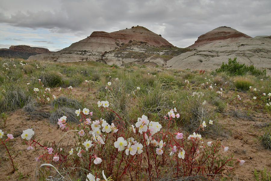 Desert Roses Bloom in Ruby Mountain Prairie Photograph by Ray Mathis