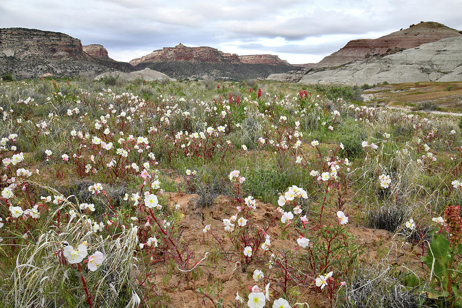 Desert Roses Everywhere at Ruby Mountain Photograph by Ray Mathis