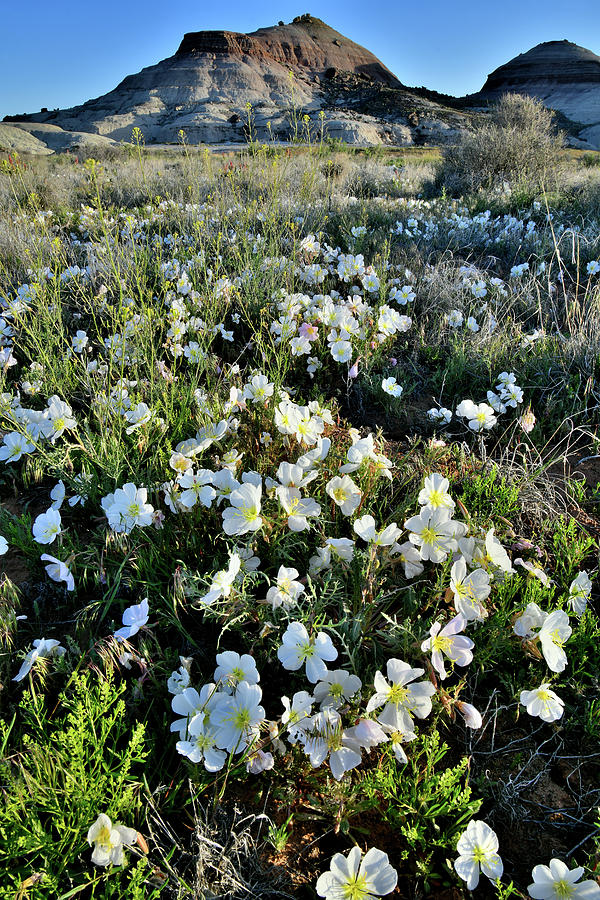 Desert Roses in Bloom in Colorado Photograph by Ray Mathis