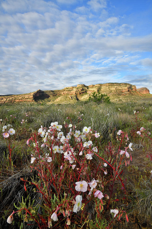 Desert Roses near Colorado National Monument Photograph by Ray Mathis