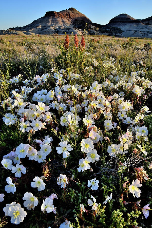 Desert Roses near Ruby Mountain in Grand Junction CO Photograph by Ray Mathis