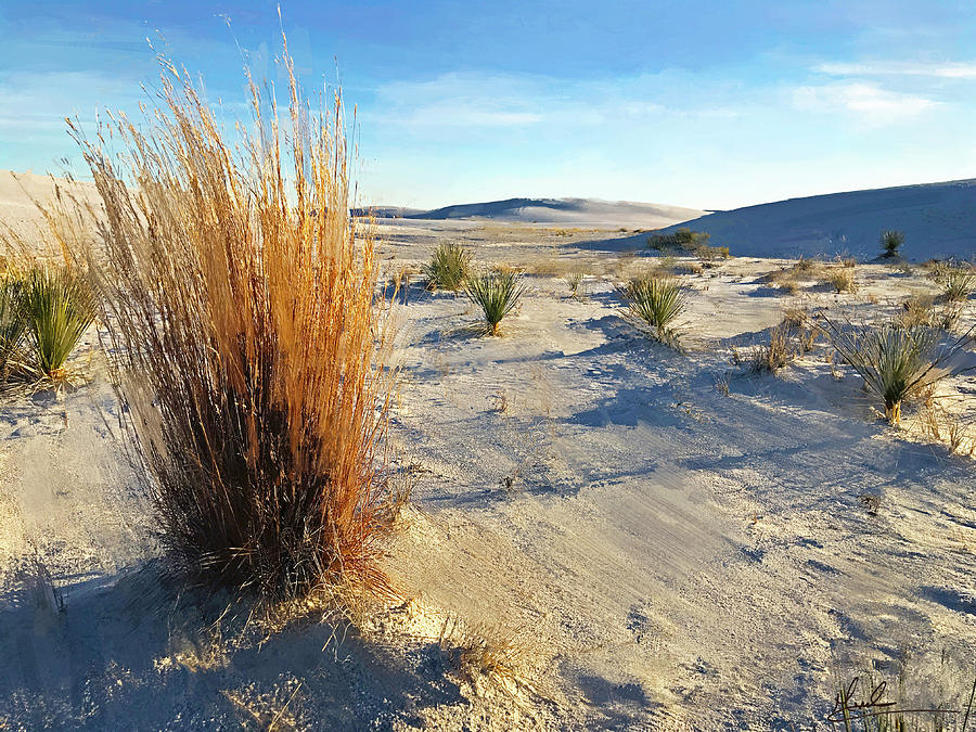 Desert Scrub Photograph by GW Mireles