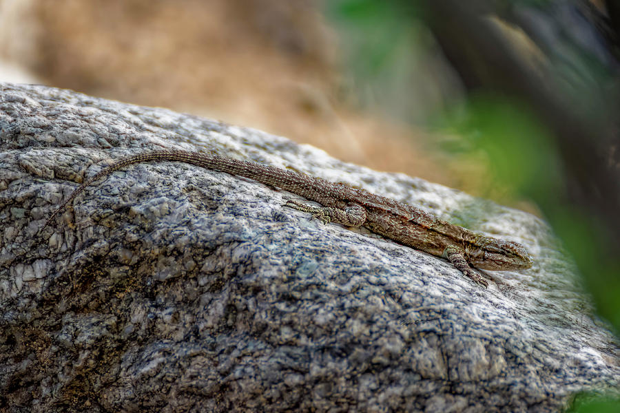 Desert Spiny Lizard h1802 Photograph by Mark Myhaver
