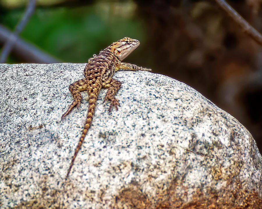 Desert Spiny Lizard h1806 Photograph by Mark Myhaver